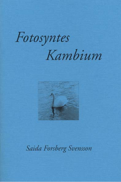 Fotosyntes Kambium